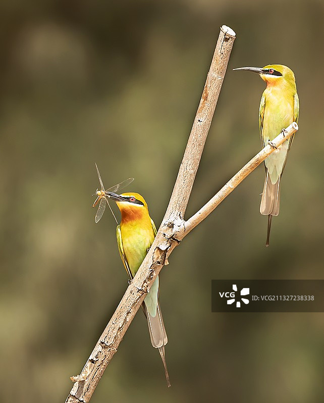 栗喉蜂虎鸟图片素材