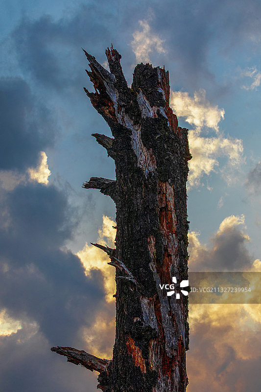 雷劈电砍今犹在---高黎贡山神树桩之神树图片素材