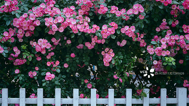 南京图书馆白色栅栏开满红色蔷薇花图片素材