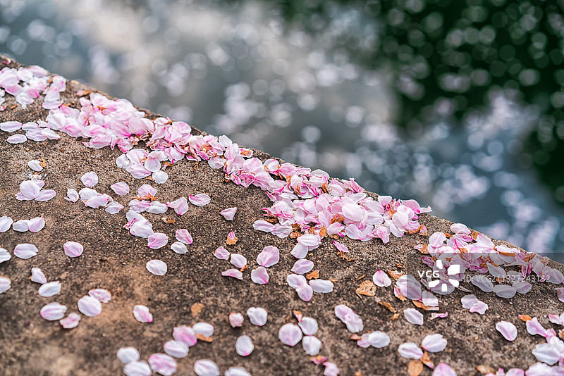 花瓣掉落水面图片素材