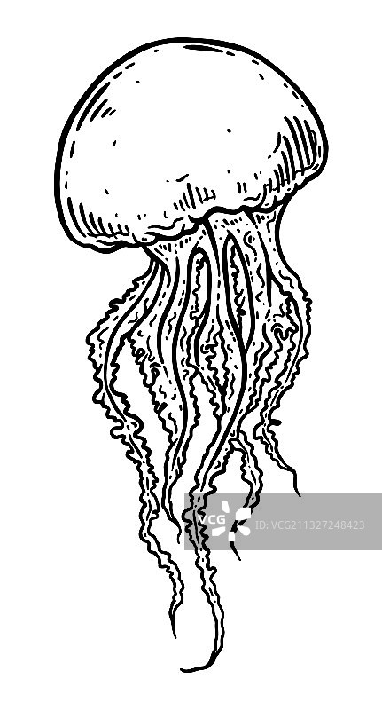 手绘水母图案图片素材