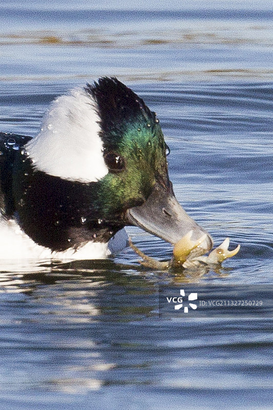 雄性小斑头秋沙鸭近距离吃螃蟹图片素材