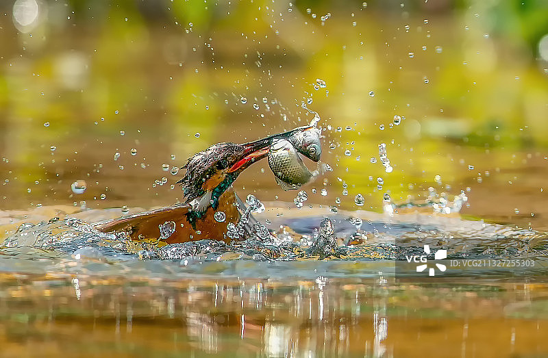一只翠鸟嘴中叼着两条小鱼，奋力地冲出水面。图片素材