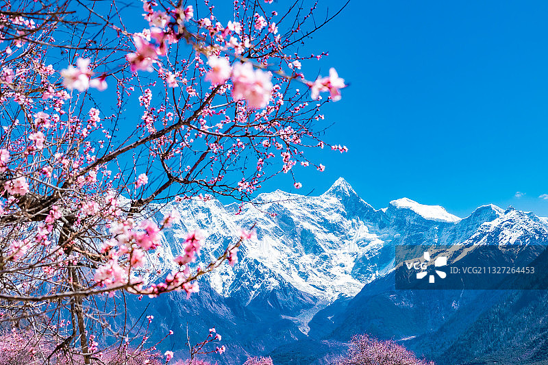 南迦巴瓦雪山下的桃花图片素材