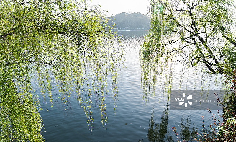 春天西湖边嫩绿的柳树图片素材