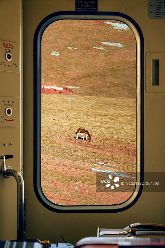 坐着火车去拉萨--可可西里藏野驴图片素材