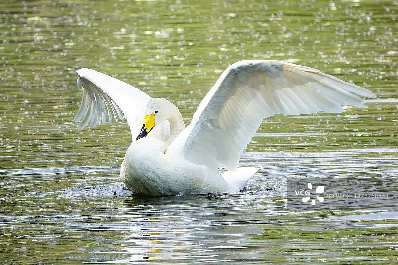 大天鹅展翅图片素材