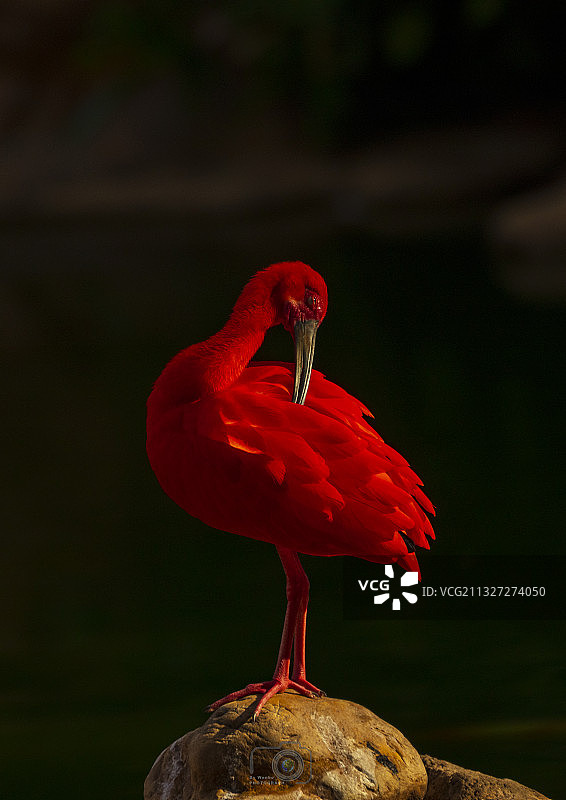美洲红鹮图片素材