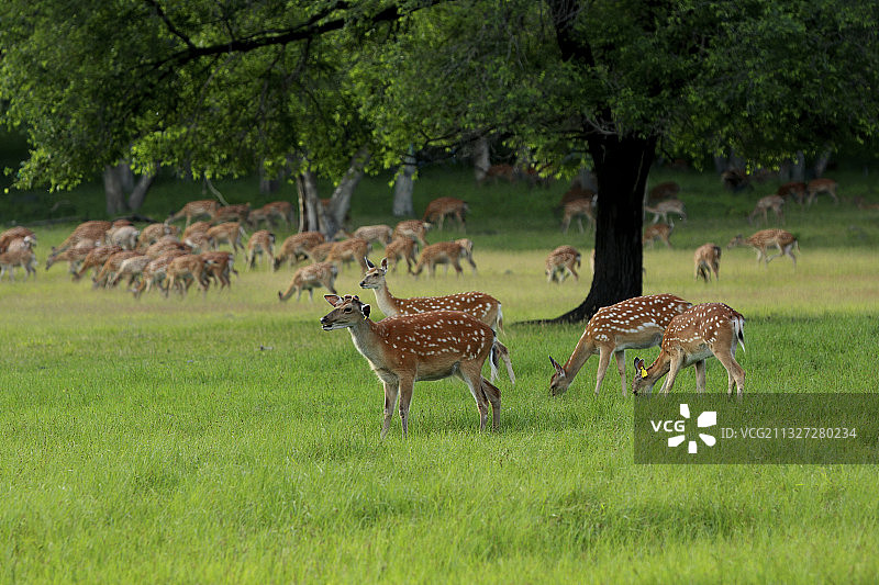 可爱的梅花鹿图片素材