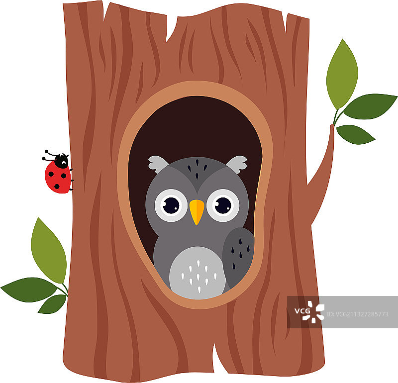 可爱的猫头鹰从树上探出头图片素材