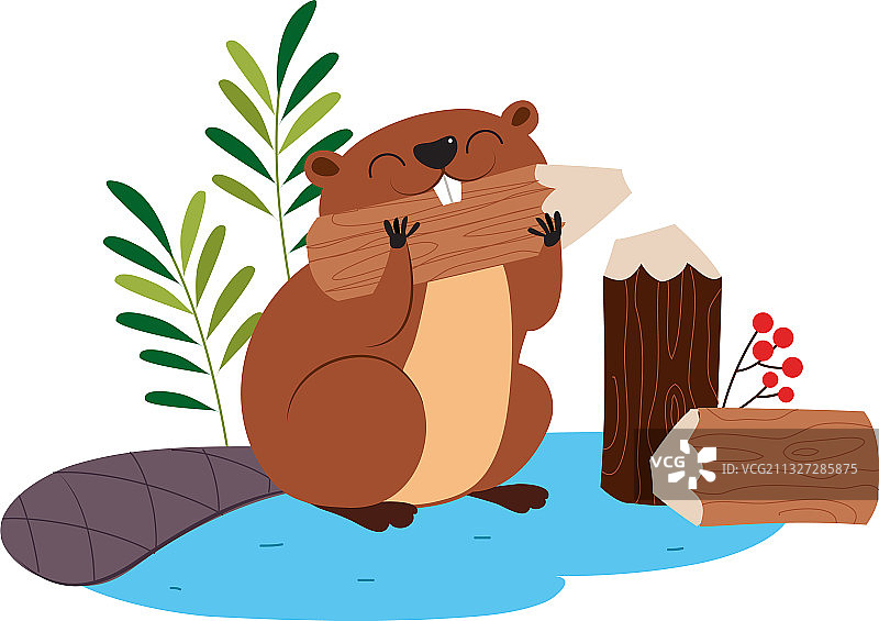 有趣的河狸啮齿动物作为森林动物啃咬图片素材