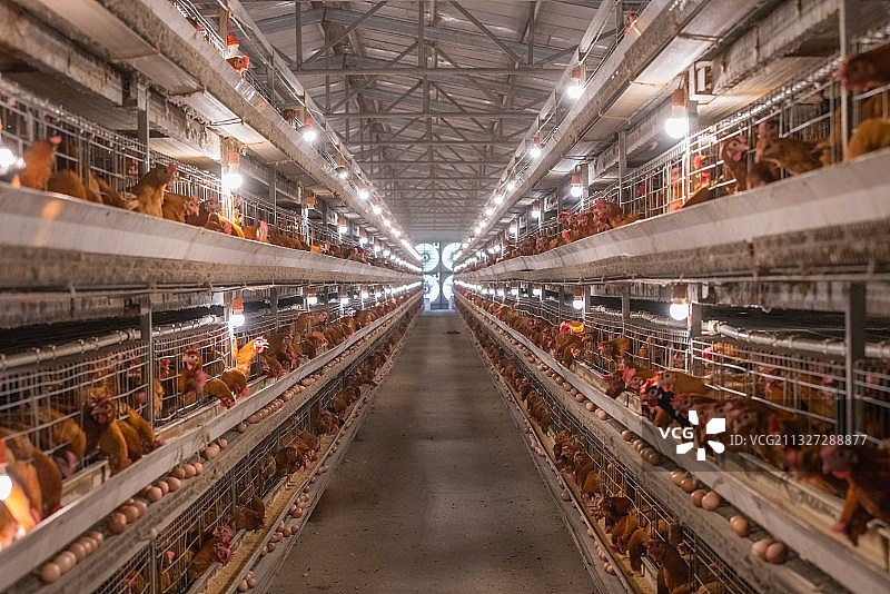 现代化蛋鸡养殖场图片素材