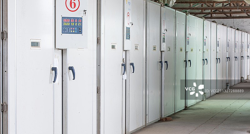 现代化鸡苗孵化场图片素材