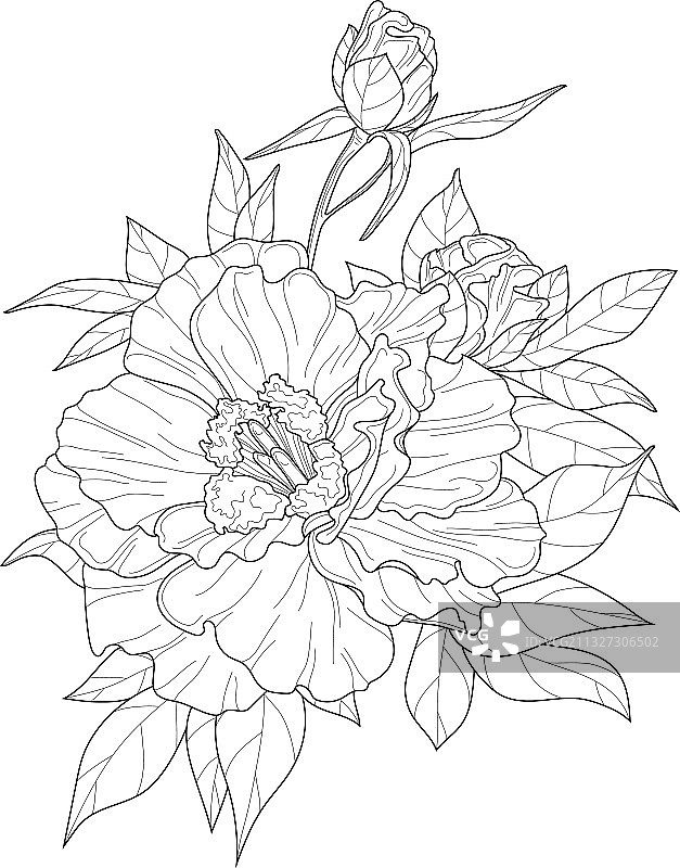 逼真的芙蓉花素描模板图片素材