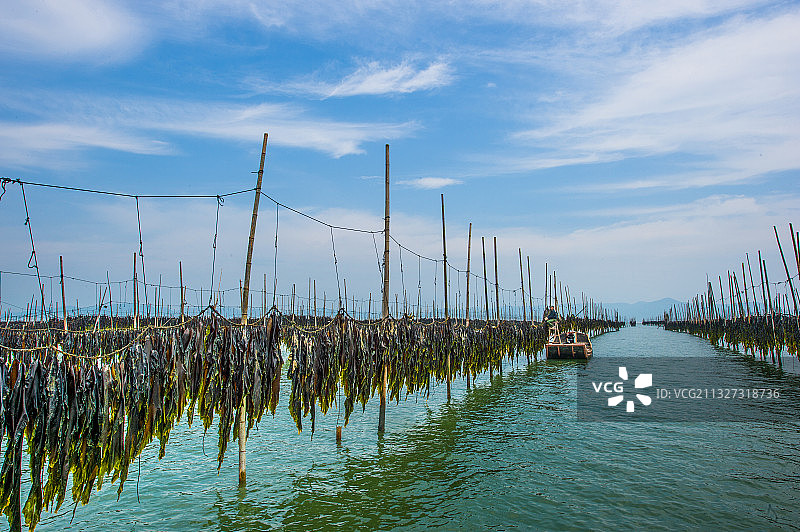 海上挂海带图片素材