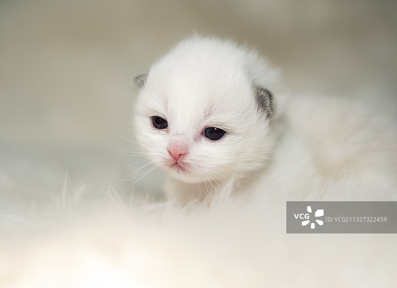 小奶猫图片素材