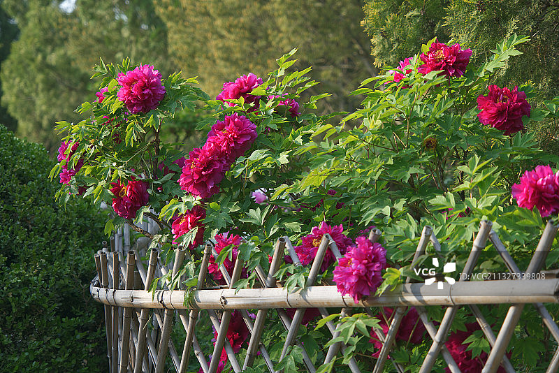 花开牡丹园图片素材