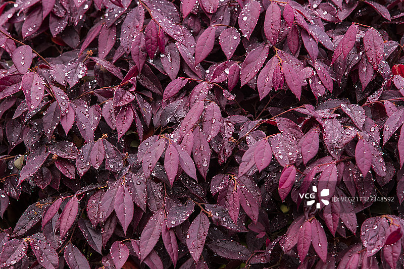 带雨珠的紫红色红叶石楠Photinia fraseri图片素材