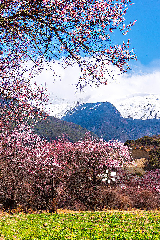 雪山与桃花图片素材