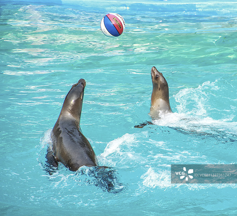 海洋馆中表演的海豚图片素材