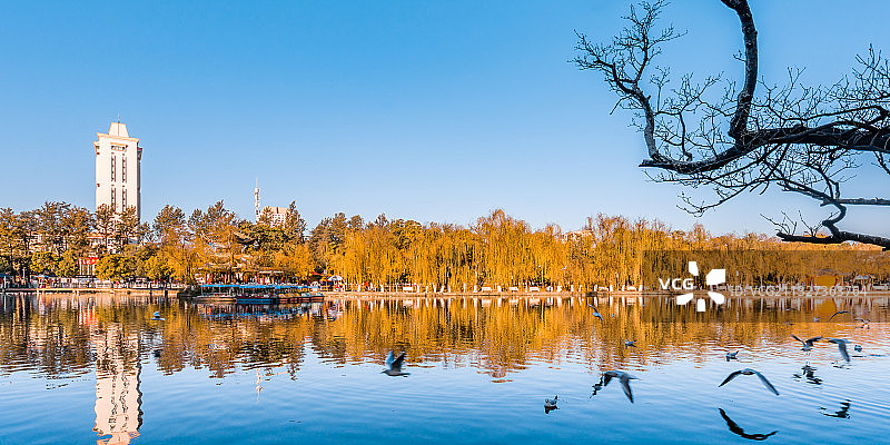 中国云南昆明翠湖公园红嘴鸥栖息地图片素材