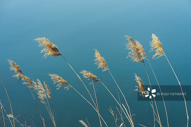芦苇图片素材