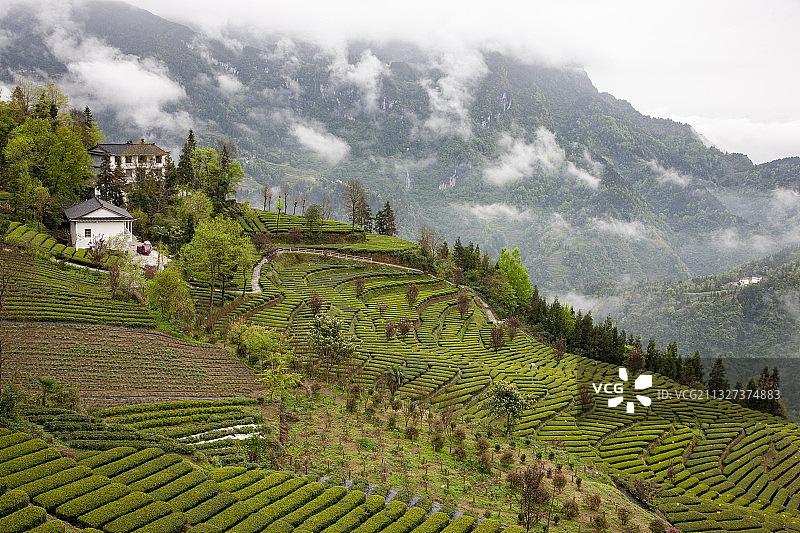 云雾茶山图片素材