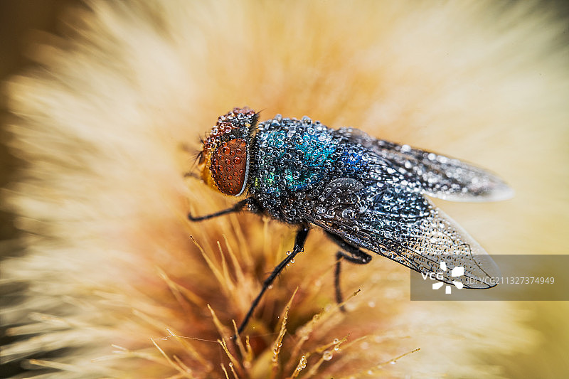 沐浴晨露图片素材