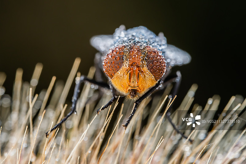 秋之晨------露水昆虫图片素材