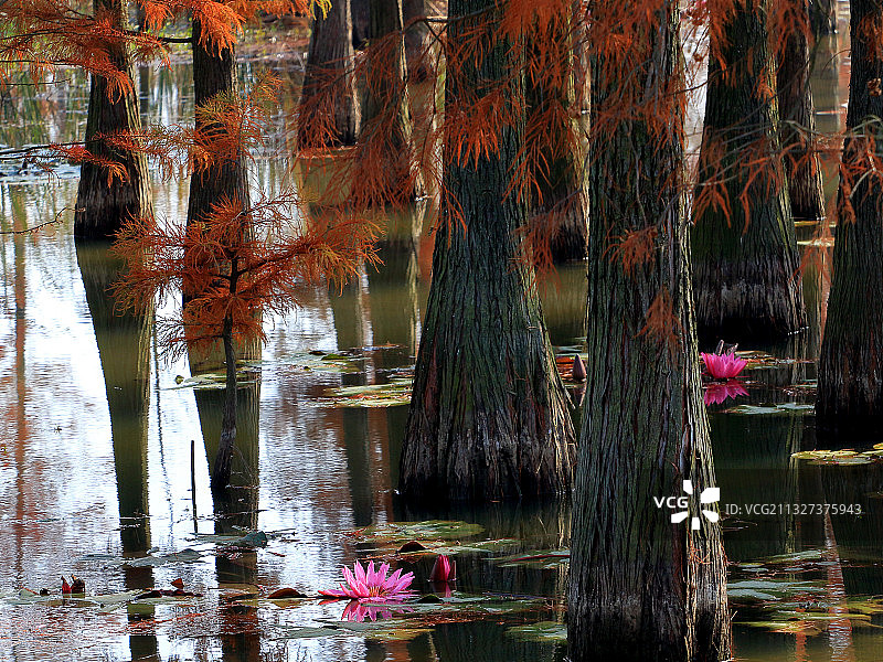 南京池杉湖的红莲花图片素材