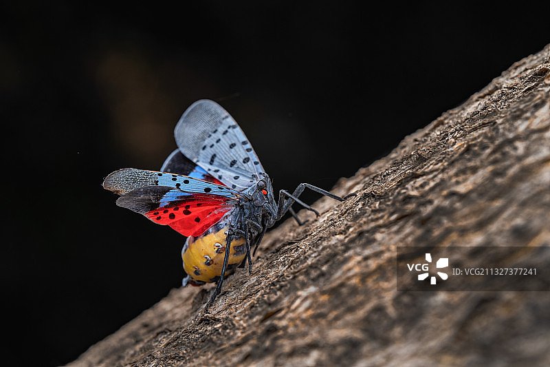 展翅------斑衣蜡蝉图片素材