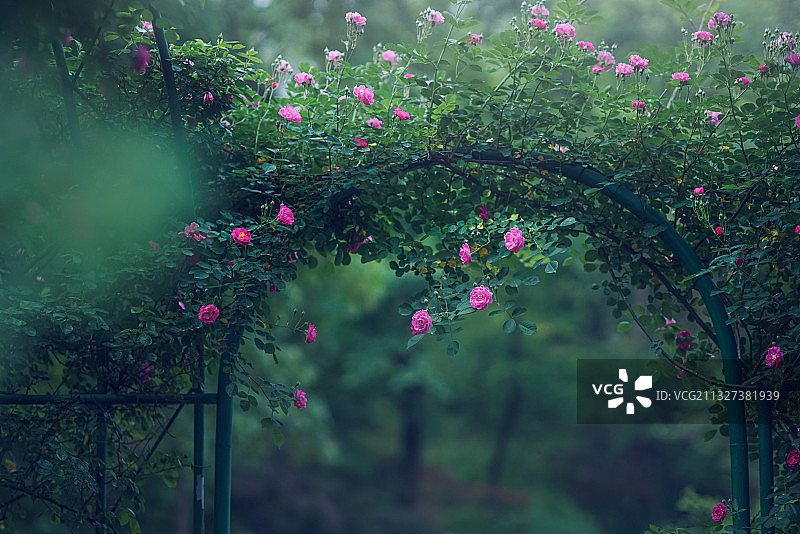 拱门蔷薇图片素材
