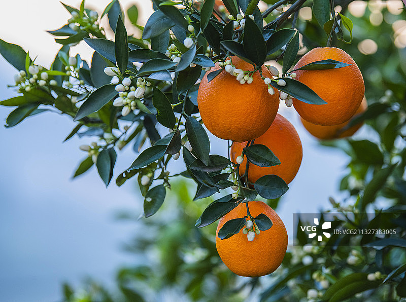 花果同枝图片素材