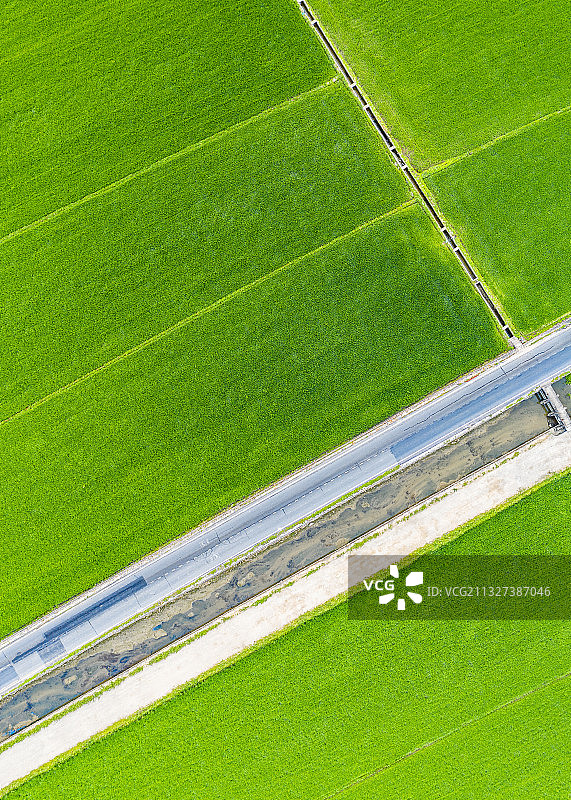 春天的水稻图片素材