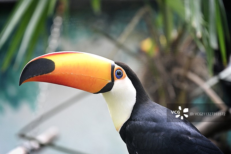 热带雨林里的犀鸟图片素材