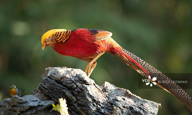 红腹锦鸡图片素材