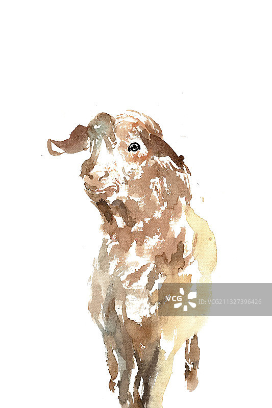 可爱的小羊图片素材