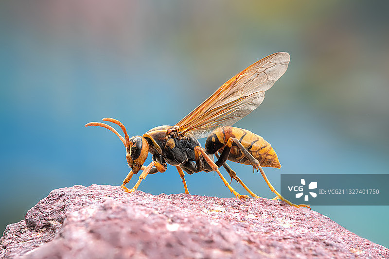 微距镜头下的马蜂图片素材