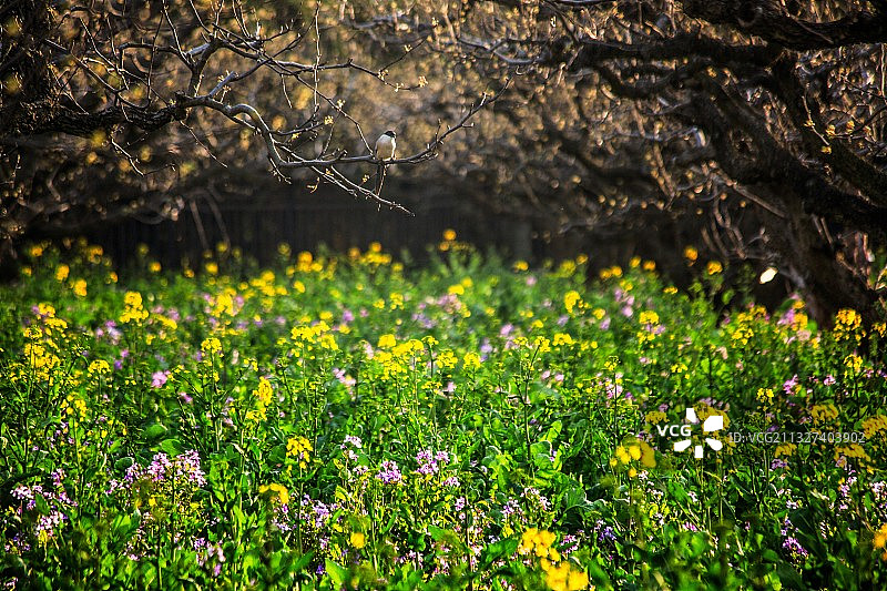 江苏省淮安市柳树湾公园春天景色图片素材