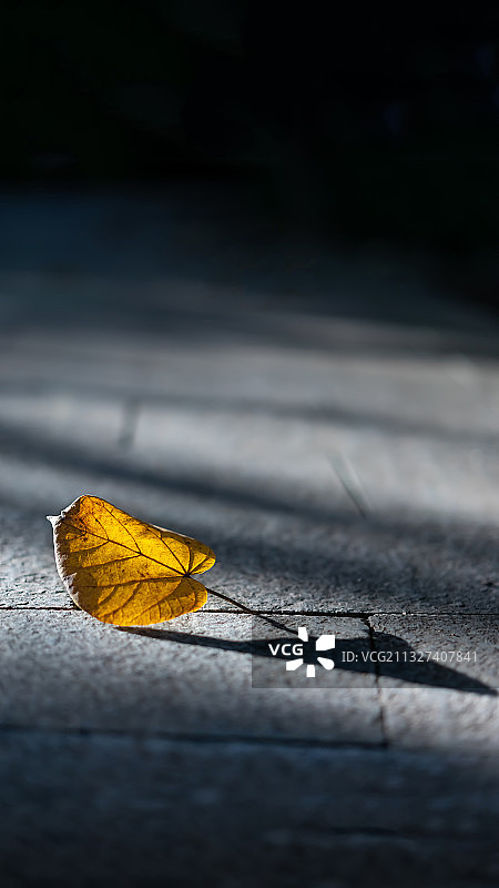 斜阳里的唯美落叶图片素材