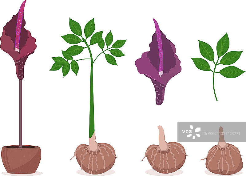 魔芋植物套装，日式蒟蒻图片素材