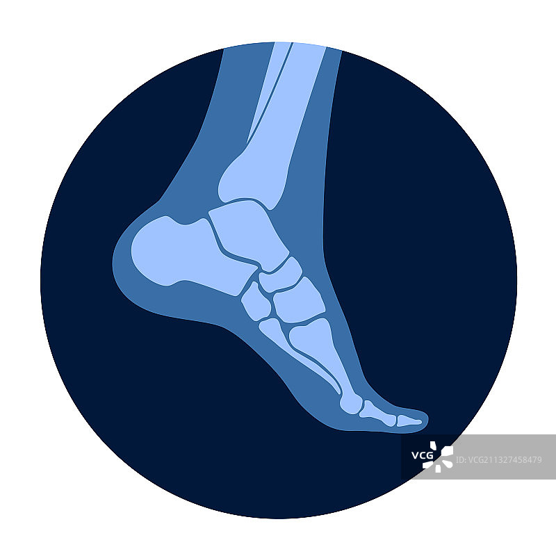 人体骨骼概念图片素材