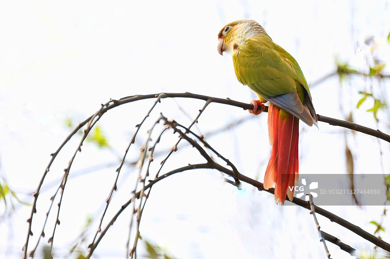 柳树上有一个漂亮的鹦鹉图片素材