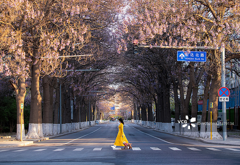 泡桐树开花大道图片素材