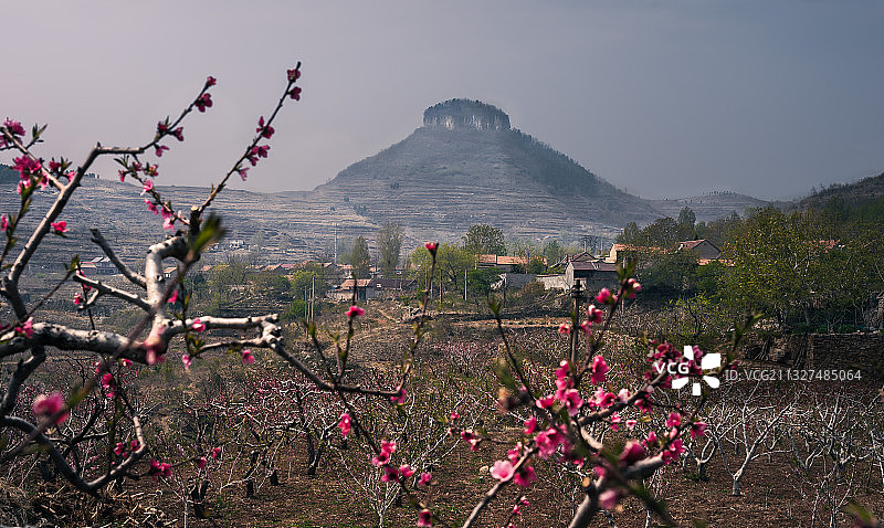 醉美崮乡桃花开图片素材