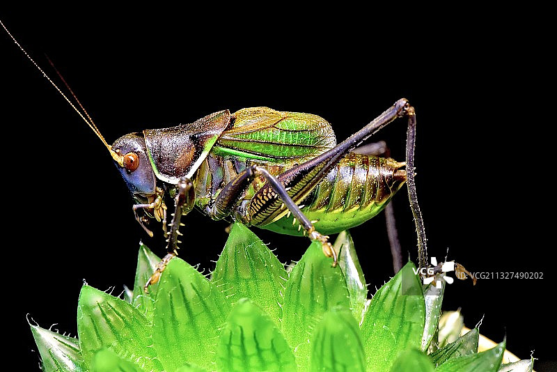 中国蝈蝈图片素材