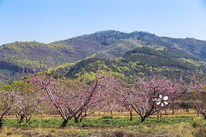 桃花图片素材