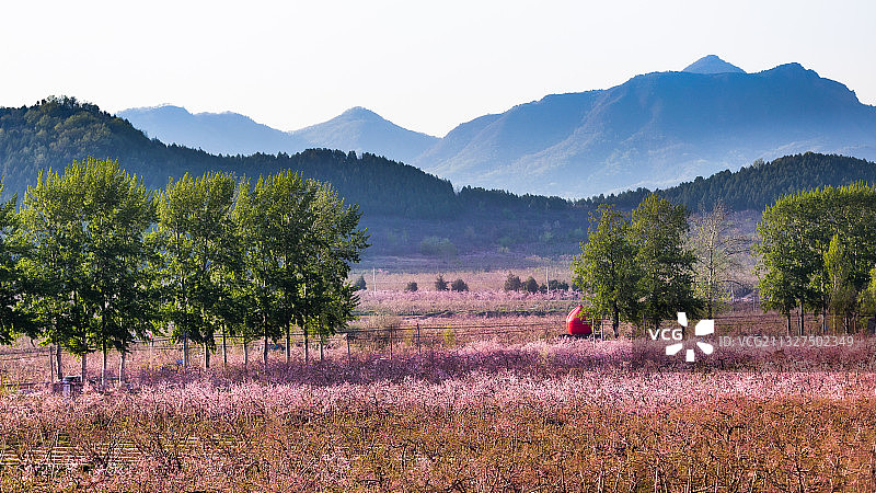 平谷桃花海图片素材