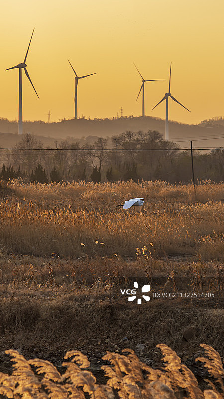 山东省威海市荣成市芦苇风车日落白鹭图片素材