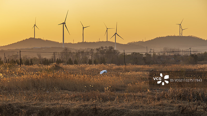 山东省威海市荣成市芦苇风车日落白鹭图片素材